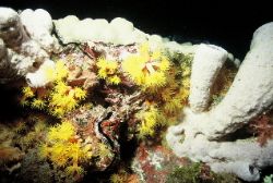 Night Dive - Truk Lagoon (Chuuk) Heian Maru. Sponges & Zo... by Shane Clancy 